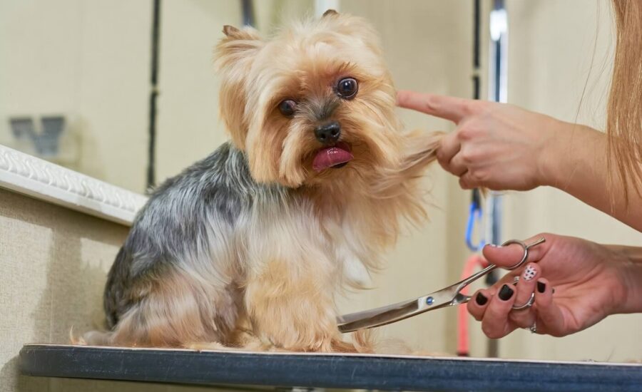 Shaving Dogs For Summer?