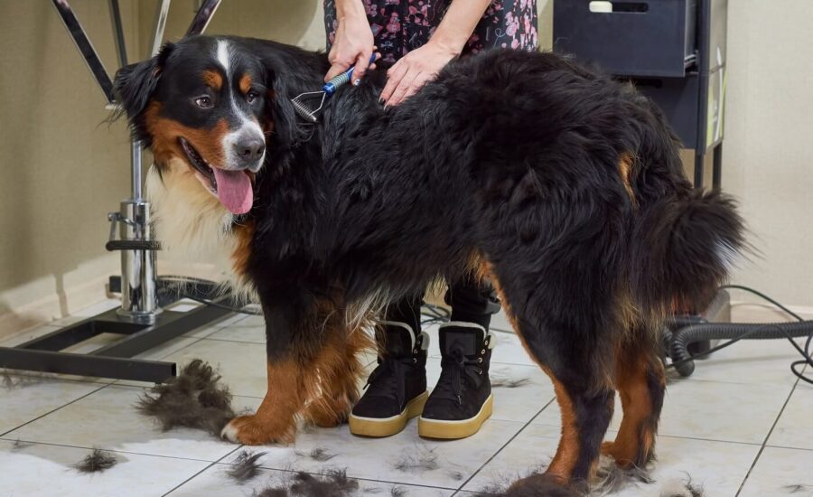 Solution For Grooming Behavior Problems