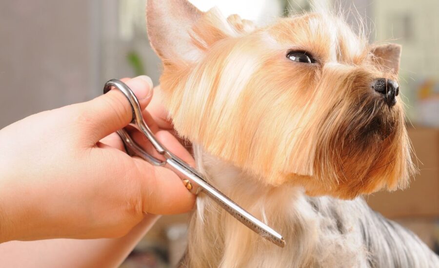 Scwt Pet Grooming Without Scissoring?