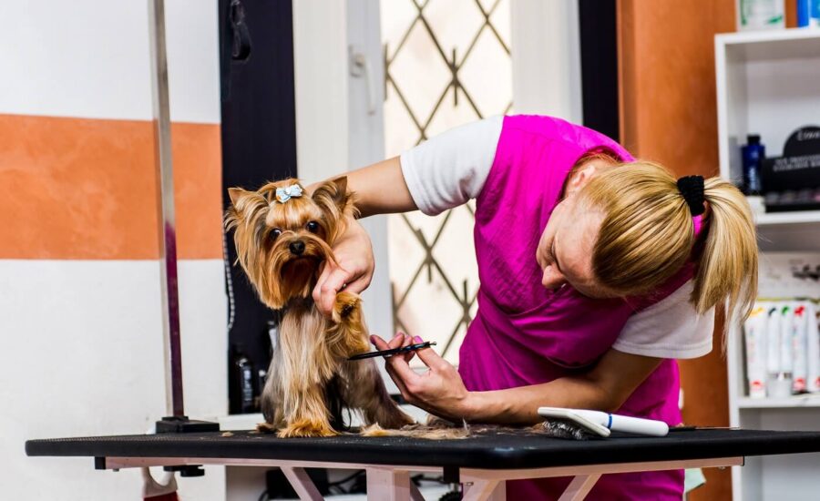 How to Keep your Dog Cool this Summer