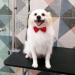 Pet Spa Patras