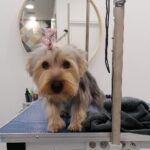Pet Spa Patras