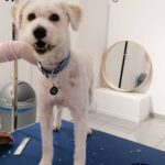 Pet Spa Patras