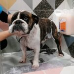 Pet Spa Patras
