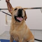 Pet Spa Patras