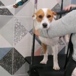 Pet Spa Patras